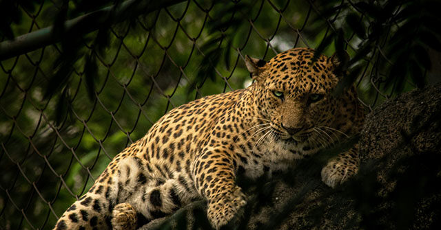 Leopard Bursts into Liquor Store, Attacks Employee