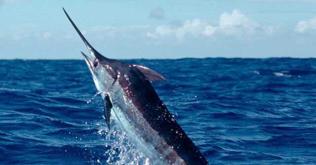 Fishermen Hook ‘Monster’ — May Be East Coast’s Biggest
