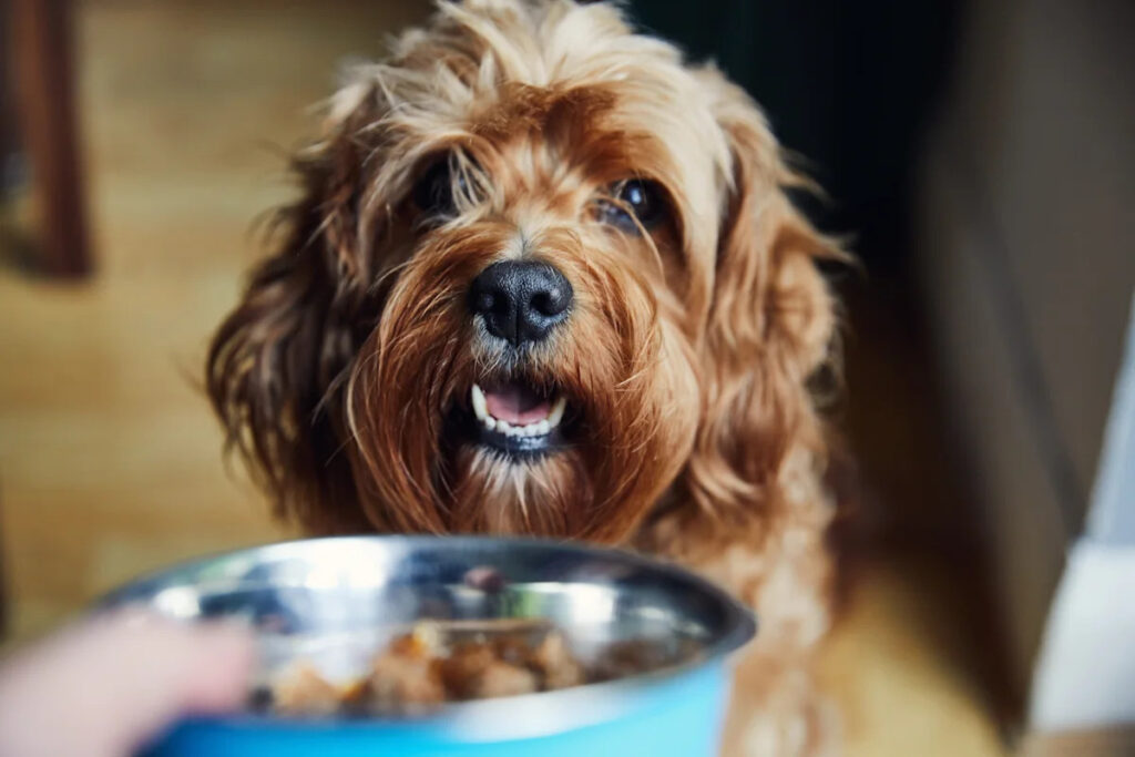 Does renters insurance cover pets, dog bites, and pet damage? Does renters insurance cover pets, dog bites, and pet damage?