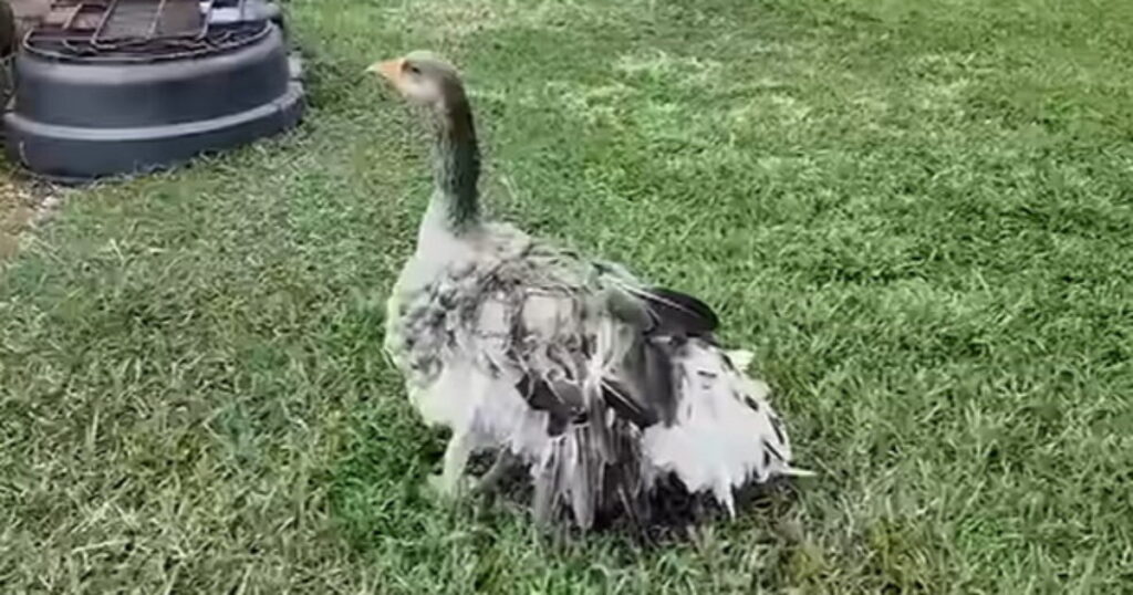 Family’s Pet Goose Sounded Alarm With Loud Honks to Let Them Know Their Barn Had Caught Fire (VIDEO) * The Gateway Pundit * by Mike LaChance Family’s Pet Goose Sounded Alarm With Loud Honks to Let Them Know Their Barn Had Caught Fire (VIDEO) * The Gateway Pundit * by Mike LaChance