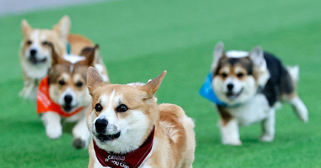 WATCH — 150 Corgis Gather for Race, Unique Competitions: ‘Great Fun’