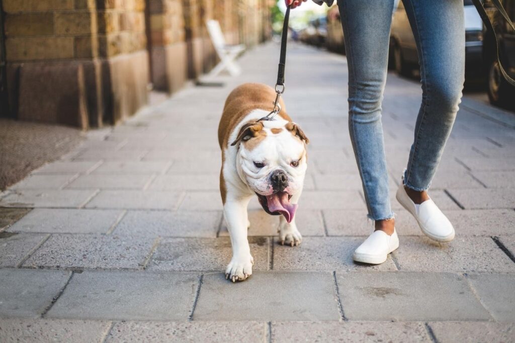 Indoor Dog Walks Are A Lifesaver On Hot Days. Here Are Some Options Indoor Dog Walks Are A Lifesaver On Hot Days. Here Are Some Options