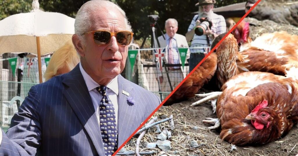 Inside King Charles' 'Cluckingham Palace' as he 'Uses Chickens as Healers'