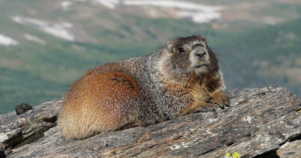 It’s 'Fat Marmot Week.' Please Celebrate Responsibly.v