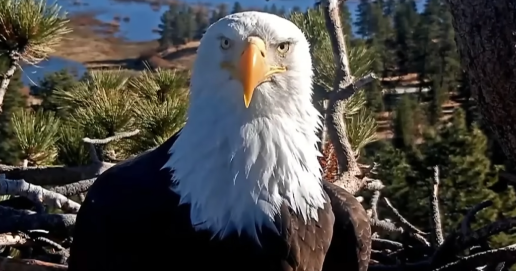 Jackie The Big Bear Bald Eagle Has Died At 14 Jackie The Big Bear Bald Eagle Has Died At 14