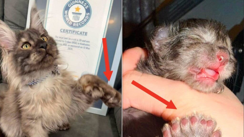 Kitten Breaks World Record For Having An Absurd Number Of Toes Kitten Breaks World Record For Having An Absurd Number Of Toes