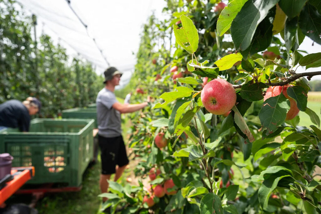 Major fruit grower lays off nearly 1,000 workers