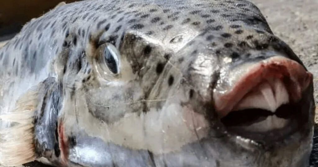 Terrifying Invasive Species Silver-Cheeked Toadfish Is Spreading Throughout the Mediterranean With Its Toxic Flesh and Crushing Bite * The Gateway Pundit * by Paul Serran Terrifying Invasive Species Silver-Cheeked Toadfish Is Spreading Throughout the Mediterranean With Its Toxic Flesh and Crushing Bite * The Gateway Pundit * by Paul Serran