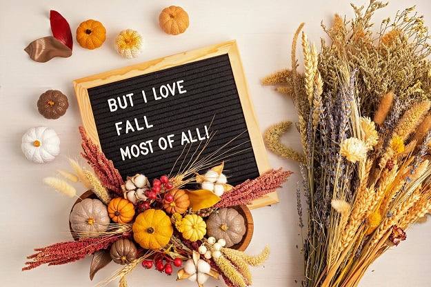 101 Fall Letter Board Quotes for Cute, Cozy and Beautiful Autumn Vibes A letter board and small fall pumpkins and flowers.