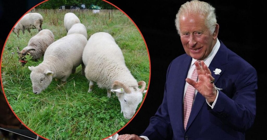 Activists Who Stole Lambs From King Charles’ Sandringham Estate Found Guilty — as Thieves Have ‘No Intention’ of Returning Animals to Monarch Activists Who Stole Lambs From King Charles' Sandringham Estate Found Guilty — as Thieves Have 'No Intention' of Returning Animals to Monarch
