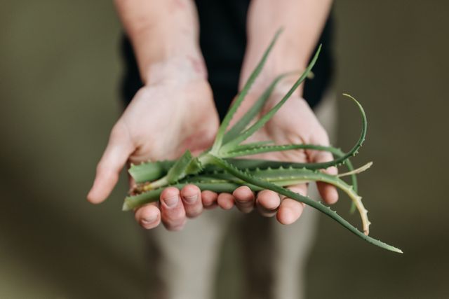 Can I Use Aloe On My Vagina? Can I Use Aloe On My Vagina?