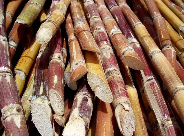 Ethanol Issue Has Entered Indian Kitchens, Impacting Household Budgets Ethanol Issue Has Entered Indian Kitchens, Impacting Household Budgets