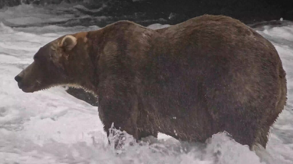 Gentle Giant Backpack Declared Winner Of Alaska's Fat Bear Week