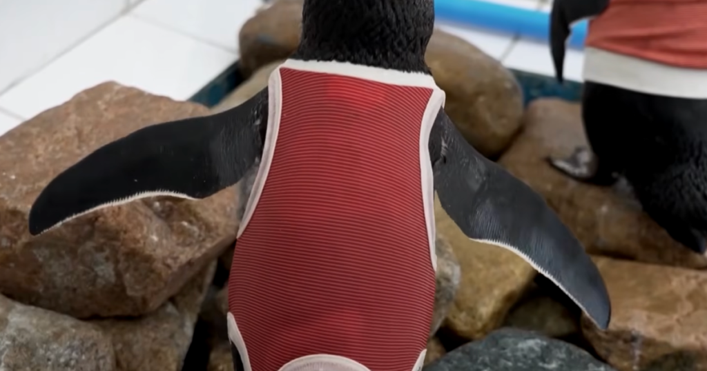 Injured Penguins In Chile Wearing Copper Vests To Help Them Heal Injured Penguins In Chile Wearing Copper Vests To Help Them Heal