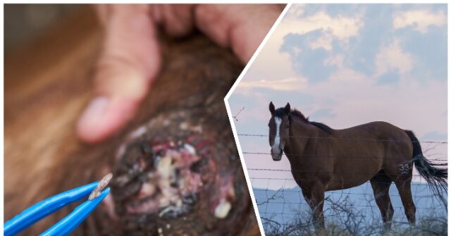 New World Screwworm Found in Horse near Texas Border with Mexico