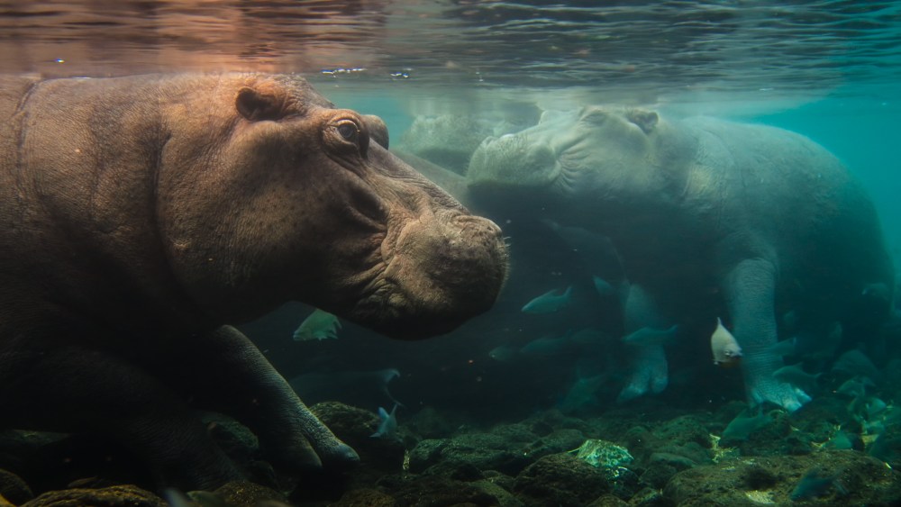 Nat Geo Kicks Off New Doc Franchise with ‘Africa Earth’s Wild Home’ Nat Geo Kicks Off New Doc Franchise with 'Africa Earth's Wild Home'