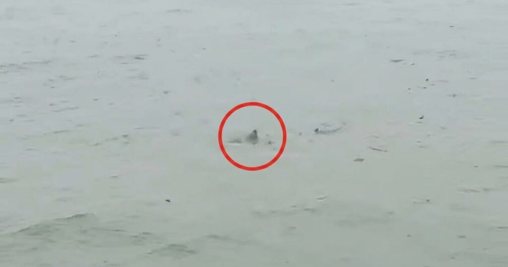 Possible Shark Spotted in Flooded New Jersey Streets as Nor’easter Batters State (VIDEO) * The Gateway Pundit * by Anthony Scott Possible Shark Spotted in Flooded New Jersey Streets as Nor’easter Batters State (VIDEO) * The Gateway Pundit * by Anthony Scott