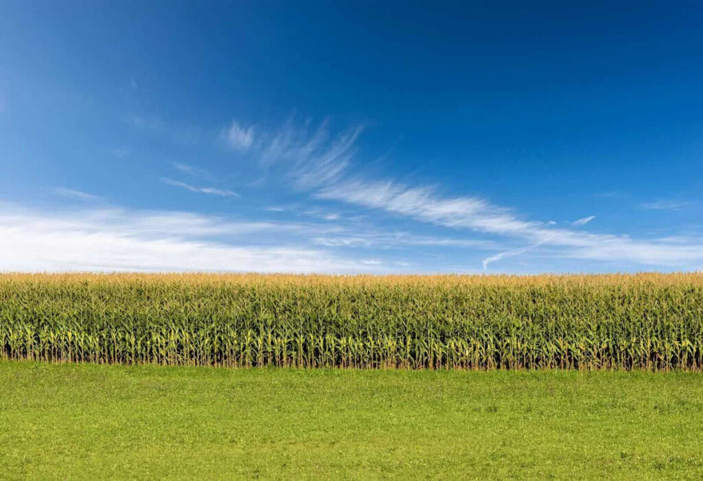 Rip-Roaring Bull Markets Are Taking Corn, Soybean, and Wheat Prices Higher