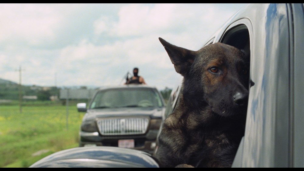 San Sebastian New Directors Title ‘Morro’ Deals With A Man and His Dog San Sebastian New Directors Title 'Morro' Deals With A Man and His Dog