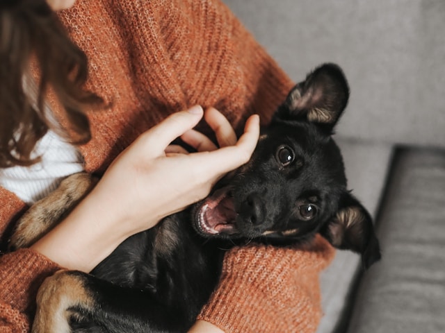 Supporting Your Pet’s Mental Wellbeing Supporting Your Pet's Mental Wellbeing