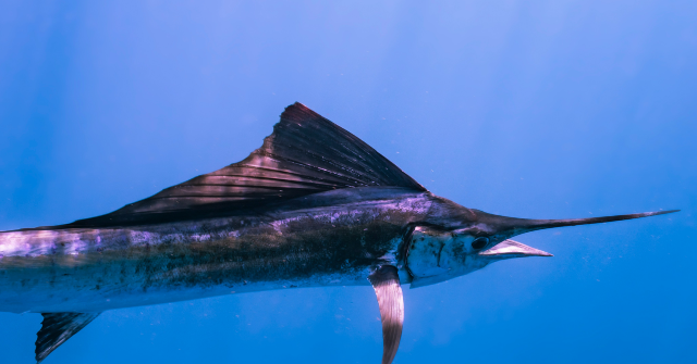 650-Pound Blue Marlin Caught off San Diego Coast Breaks State Fishing Record