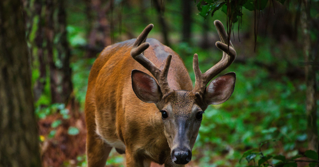 Maryland Hunter Shoots Mother of Five He Mistook for a Deer