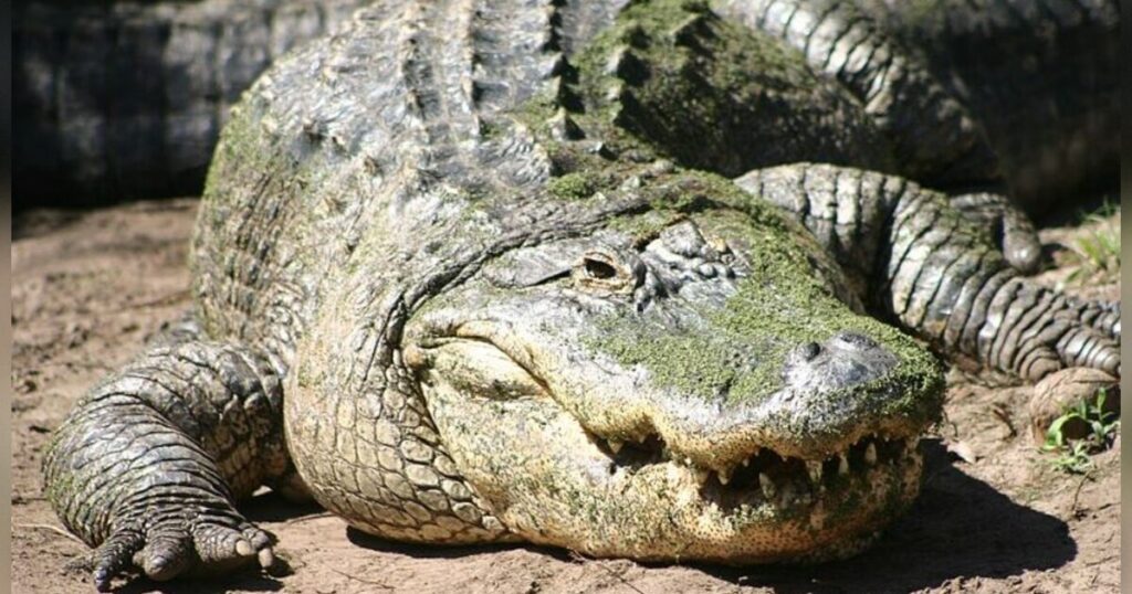 Alligator Attack in Florida Leaves One Person Dead – Witnesses Describe Murderous Attack – VIDEO OF CAPTURED ALLIGATOR RELEASED * The Gateway Pundit * by Jim Hoft Alligator Attack in Florida Leaves One Person Dead – Witnesses Describe Murderous Attack – VIDEO OF CAPTURED ALLIGATOR RELEASED * The Gateway Pundit * by Jim Hoft