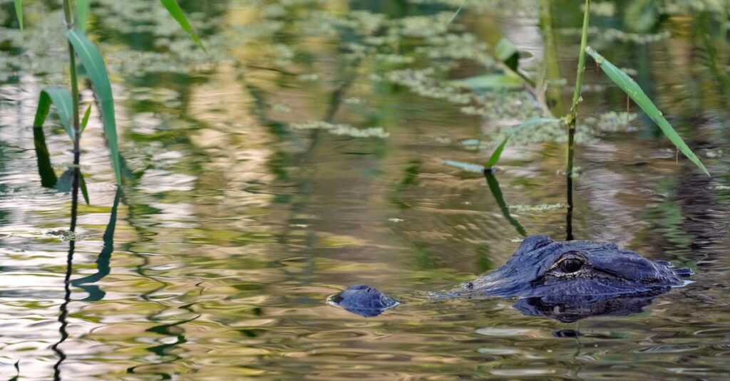 Fisherman, 71, Attacked And Killed By 12-Foot Alligator Alongside Florida Lake Fisherman, 71, Attacked And Killed By 12-Foot Alligator Alongside Florida Lake