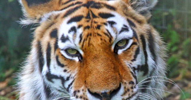 Former Child Actor Mauled to Death by Tiger in English Zoo Was on ‘Strong” Meds for Mental Illness