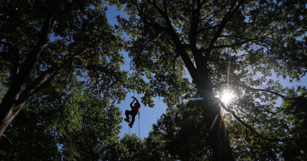 International Tree Climbing Contest Draws Climbers International Tree Climbing Contest Draws Climbers