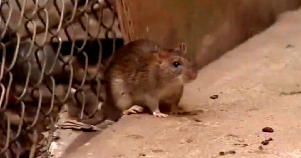 OH RATS! Terminix Releases List of America’s Most Rat-Infested Cities * The Gateway Pundit * by Mike LaChance OH RATS! Terminix Releases List of America’s Most Rat-Infested Cities * The Gateway Pundit * by Mike LaChance
