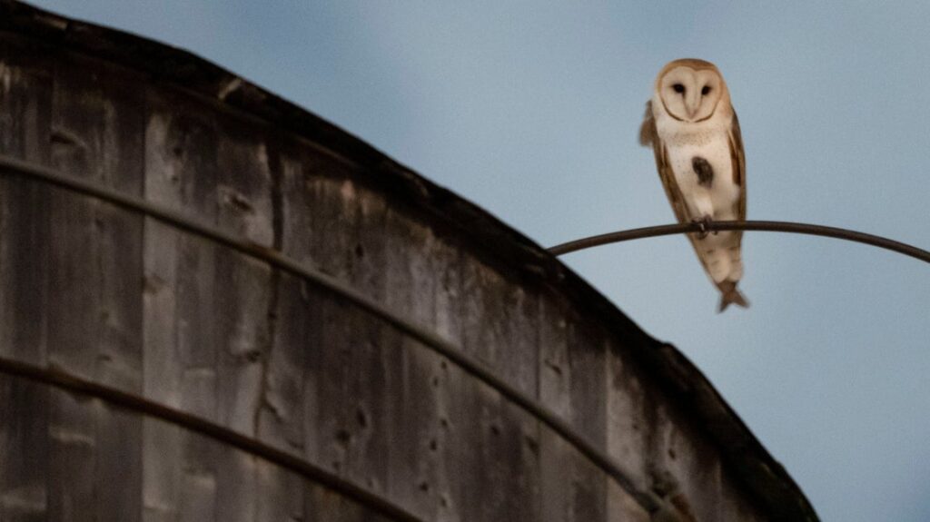 Rare Family Of Barn Owls Living On Manhattan’s Upper West Side Captivates New Yorkers Rare Family Of Barn Owls Living On Manhattan’s Upper West Side Captivates New Yorkers