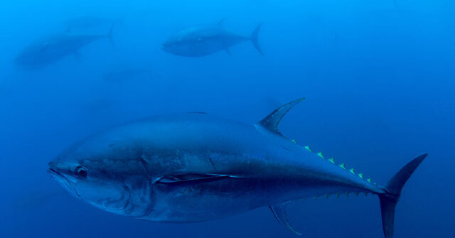 New Hampshire Fisherman’s 1,116-Pound Bluefin Tuna Catch Smashes State Record