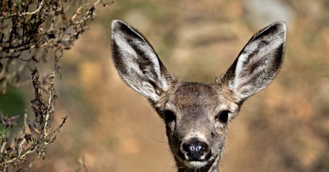California Fish and Wildlife Using Armed ‘Ground-Based Specialists’ to Rid Catalina Island of Mule Deer
